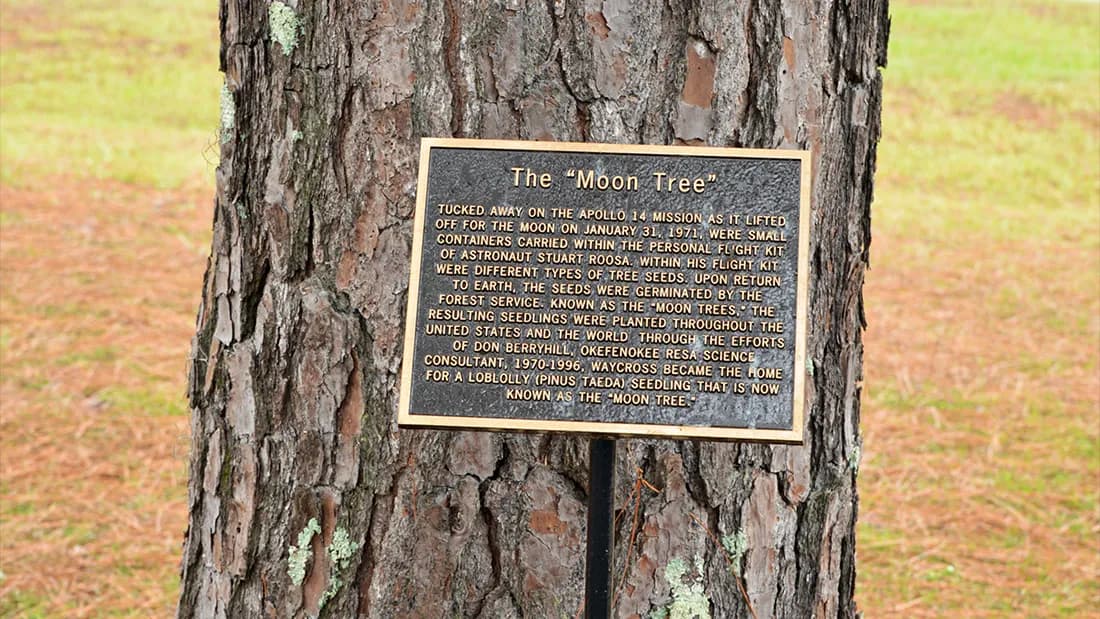 The Secret Legacy of Apollo's Moon Trees: Why NASA Quietly Buried the Most Poignant Space Artifacts