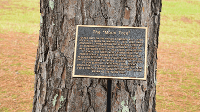 The Secret Legacy of Apollo's Moon Trees: Why NASA Quietly Buried the Most Poignant Space Artifacts - Image 1