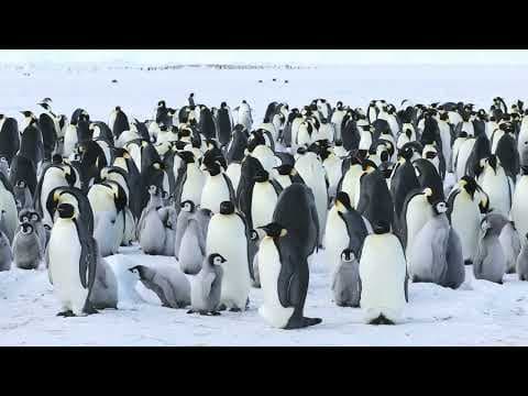 The Iceberg That Ate Antarctica: Why This Penguin Tragedy Hides a Terrifying Economic Truth - Image 1