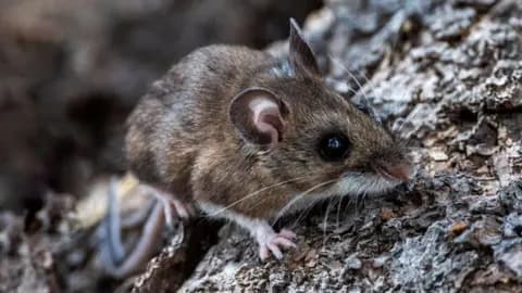 Forget the Hype: The Real 'Science Stories' of 2025 Are About Control, Not Cures - Image 5