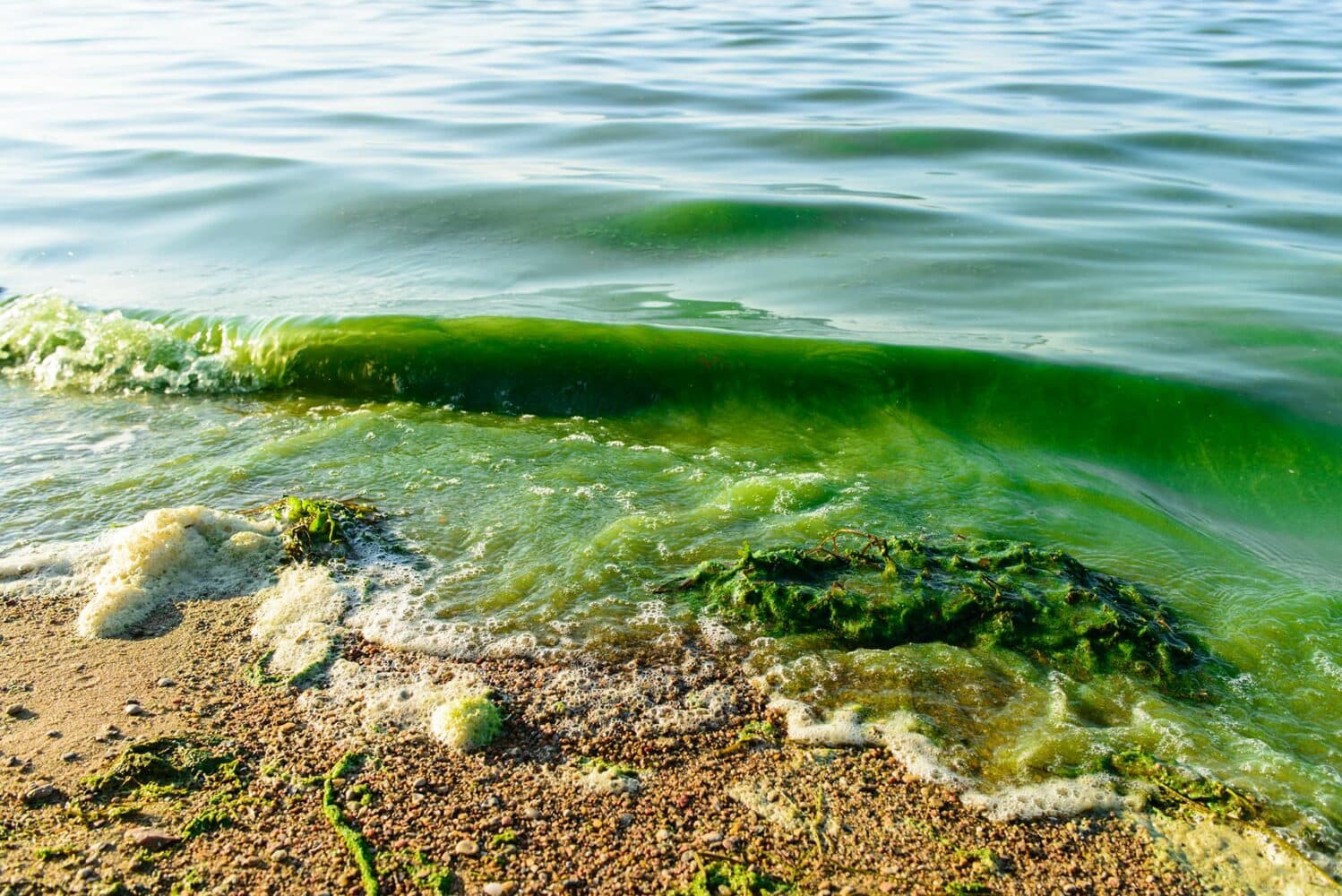 The Algae Alert Is Lifted: Who Really Cleans Up Tallahassee’s Toxic Water Secrets?