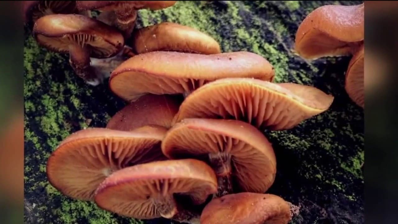 The Deadly Secret Behind SF's Mushroom Craze: It’s Not Just Foraging, It’s Status Signaling - Image 1