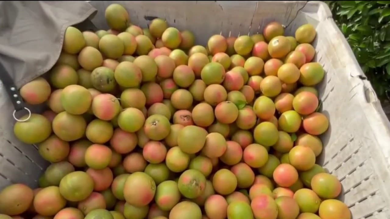 The Hidden Cost of Florida's Citrus Comeback: Are We Trading Flavor for Survival? - Image 1