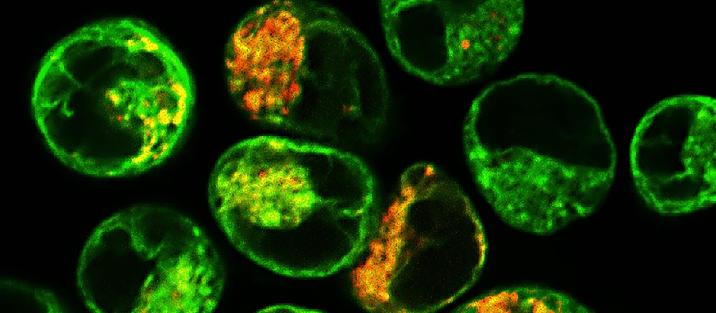 The Fluorescent Lie: Why This New Drug Tracking Tech Is Actually a Gift to Big Pharma