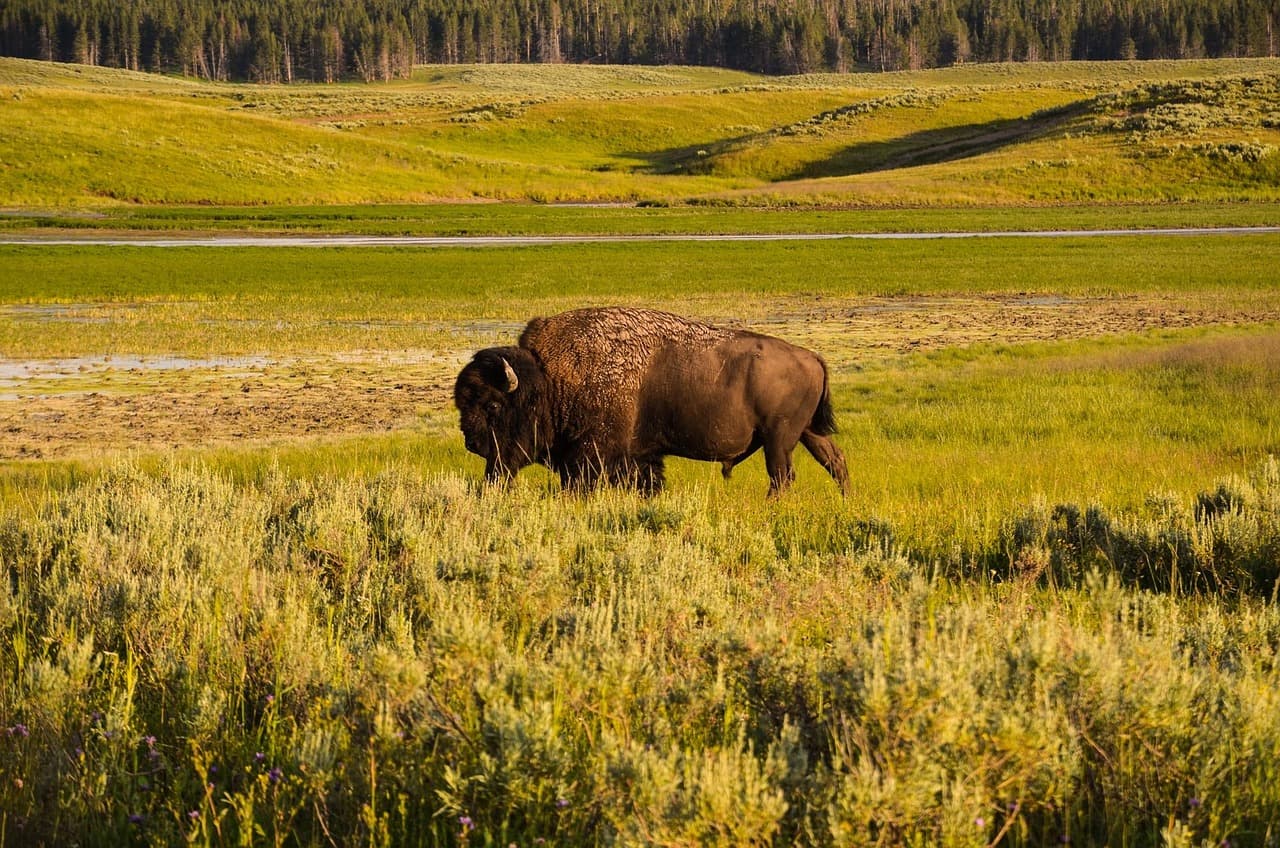 The Culture War Erupts in Yellowstone: Who Really Benefits From Erasing Park Science?