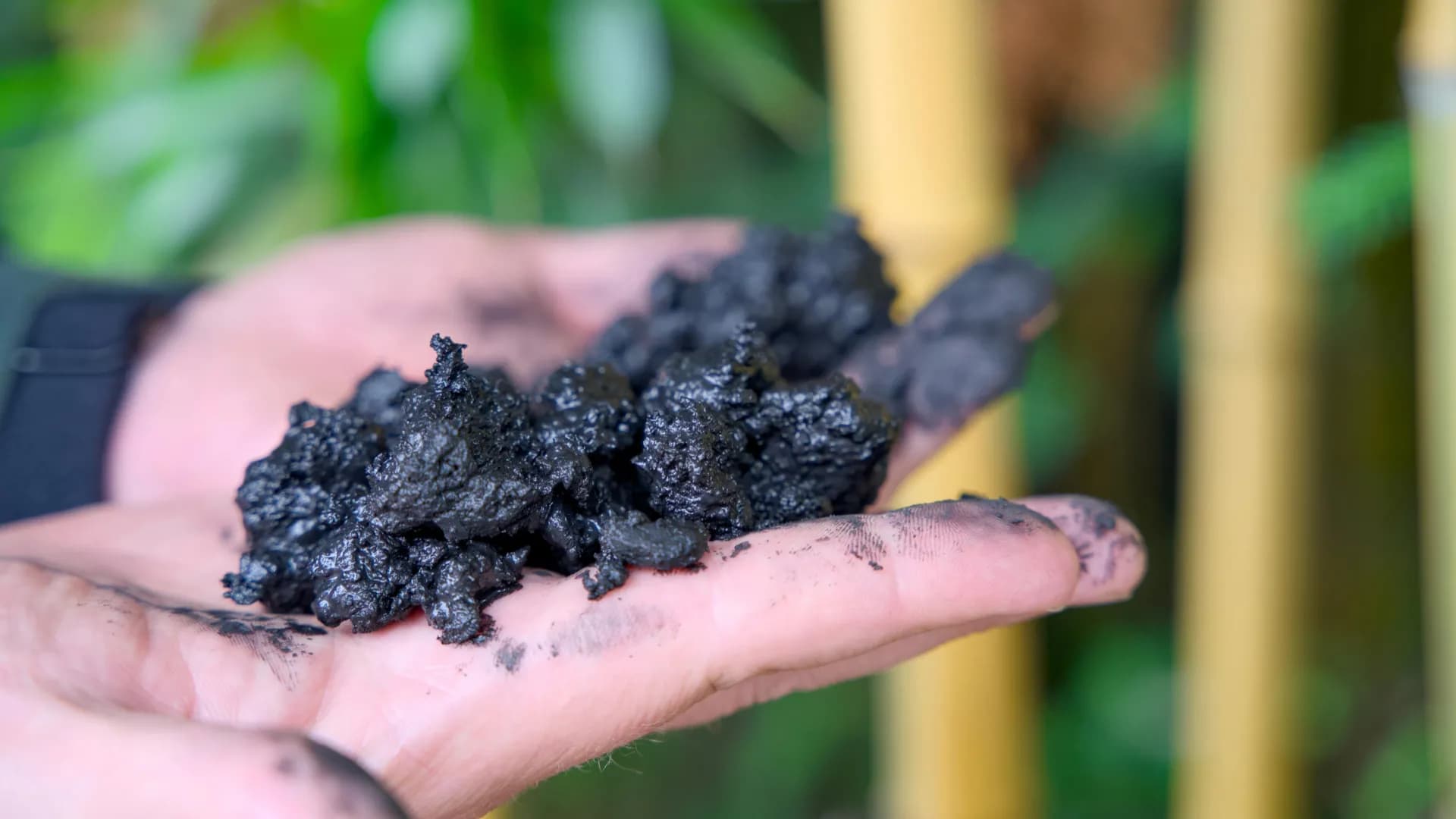 The Soil Secret That Will Bankrupt Traditional Reforestation: Biochar’s Hidden Power Play