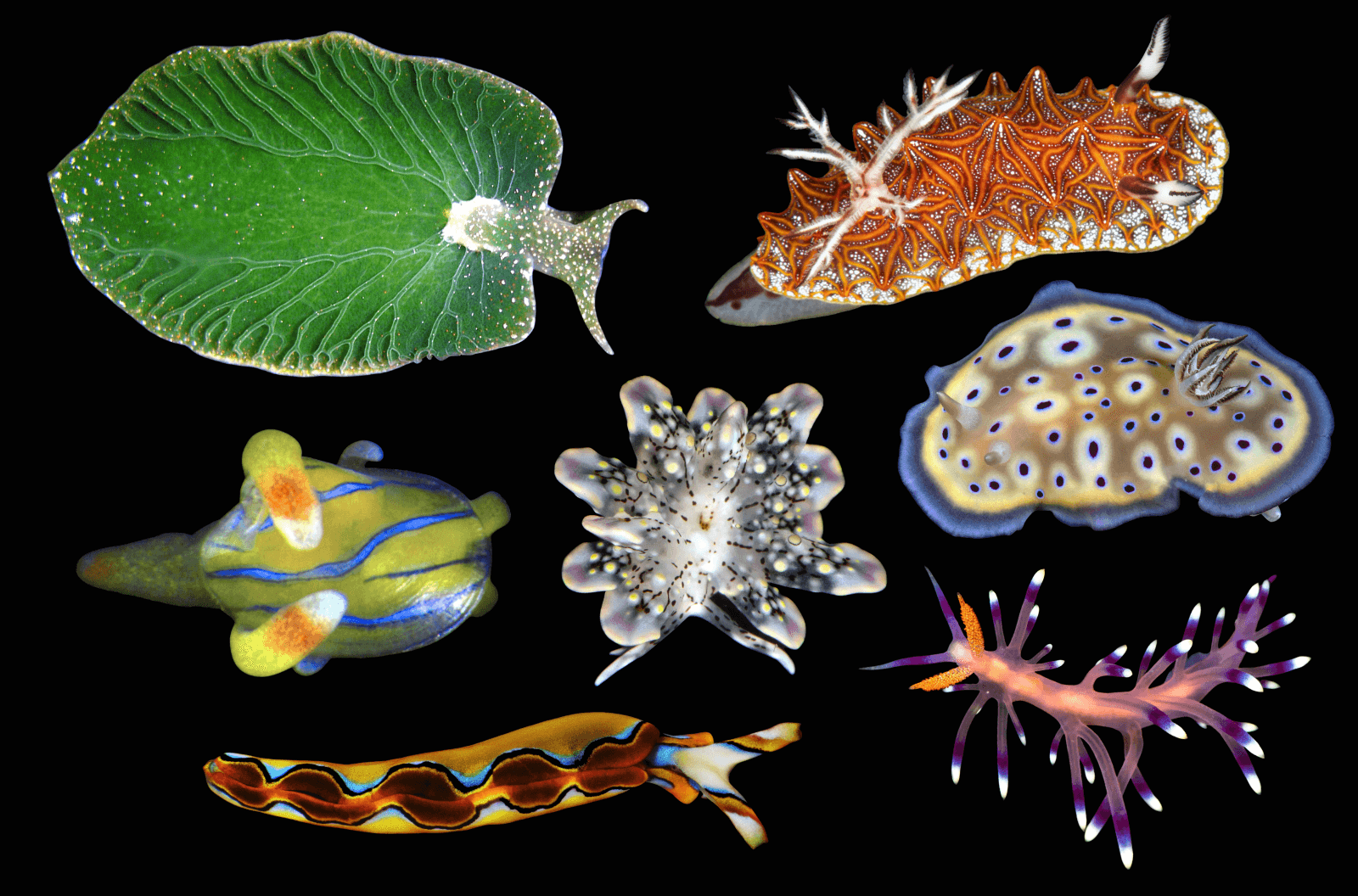 The Hidden War: Why the World's Cutest Sea Slugs Are Actually Bio-Terror Agents