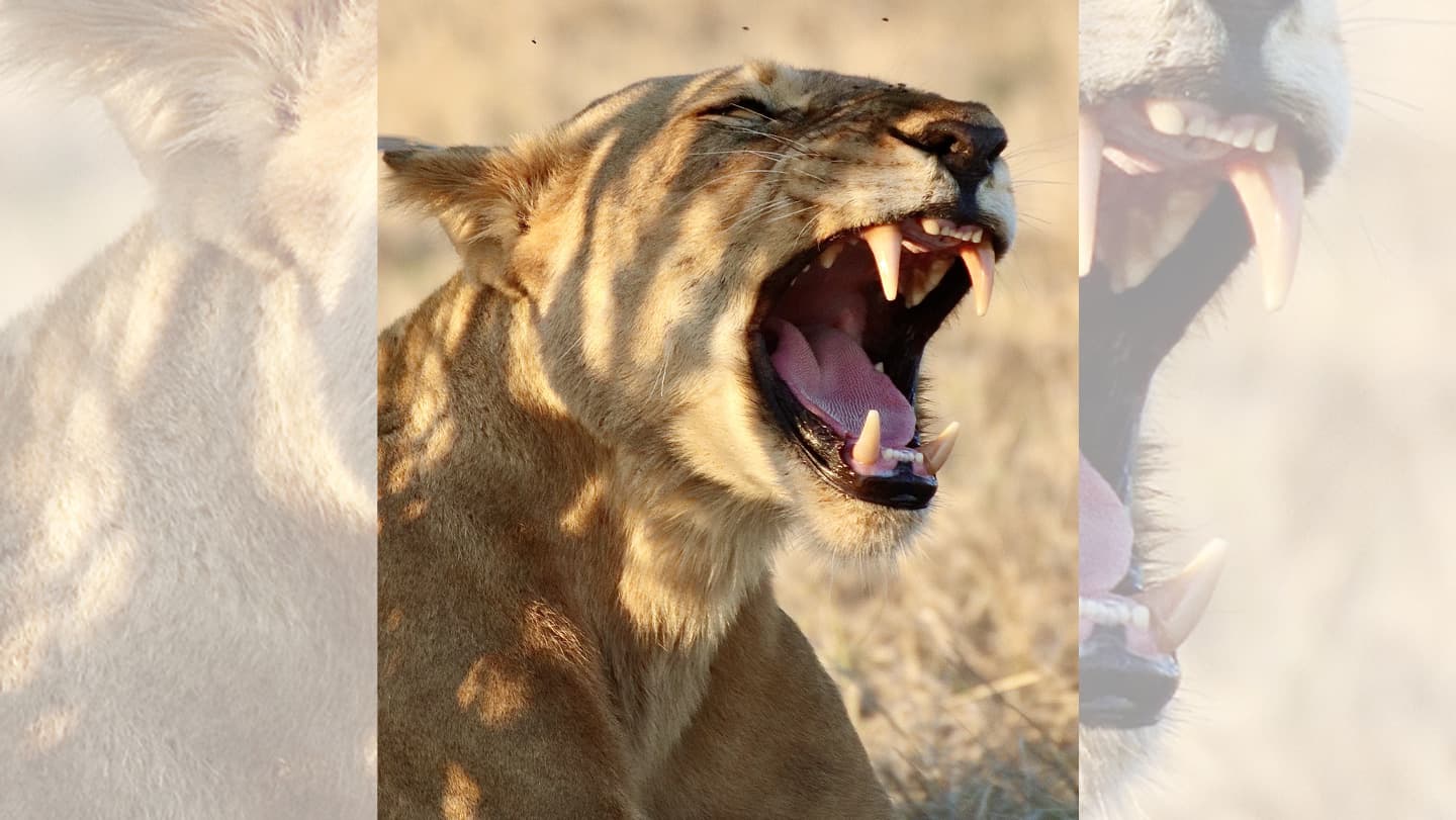 The Lion’s Secret Weapon: Why This 'Second Roar' Changes Everything We Know About Apex Predators