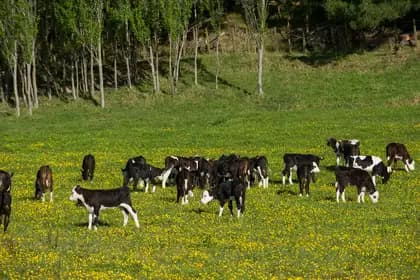 The Hidden Cost of 'Humane Tech': Why Academic Animal Monitoring is the Next Big Data Grab - Image 1