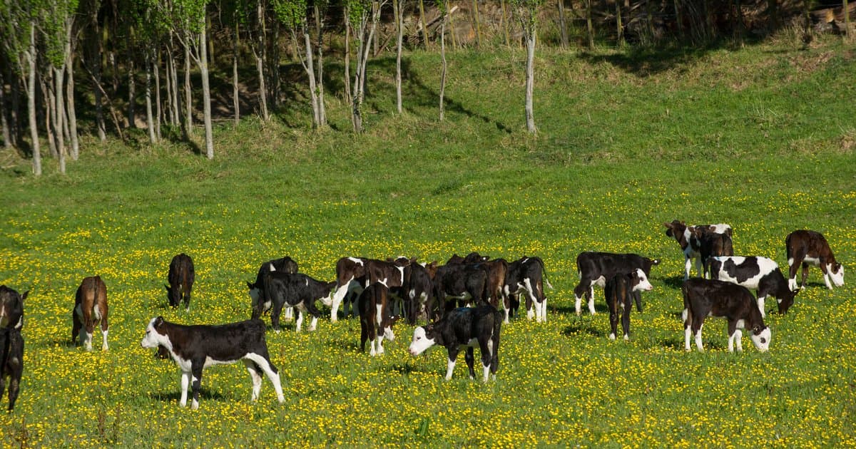 The Hidden Cost of 'Humane Tech': Why Academic Animal Monitoring is the Next Big Data Grab