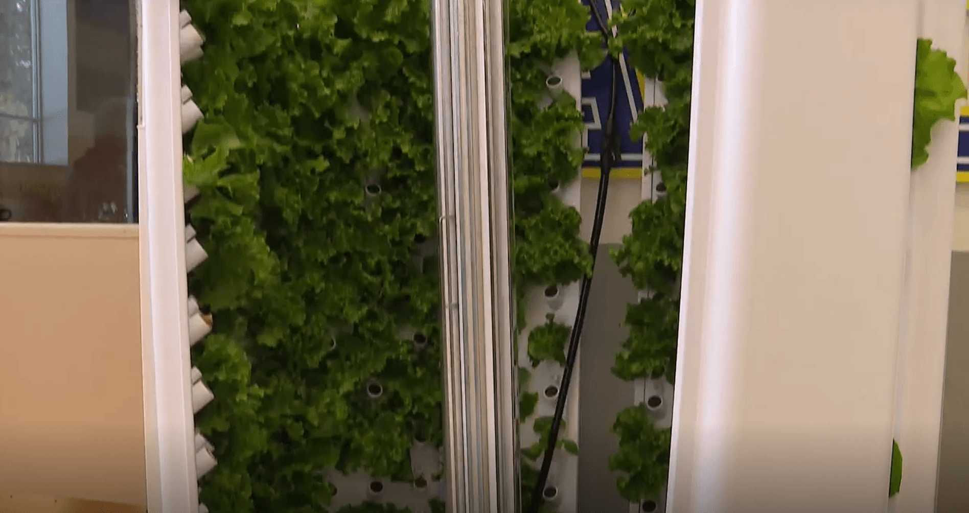 The 'Flex Farm' Lie: Why Your Kid’s Hydroponics Class Hides the Real Crisis in School Food Tech - Image 4