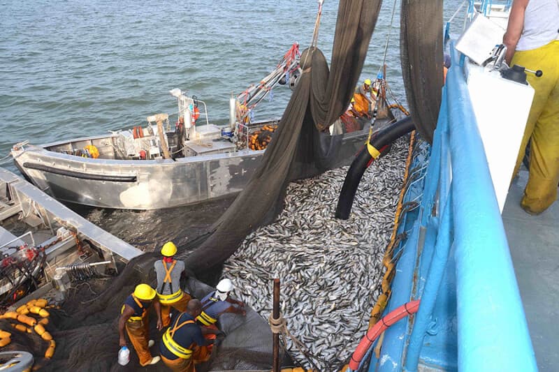 The Hidden War Over Louisiana's Menhaden: Why 'Science' is Just the First Casualty