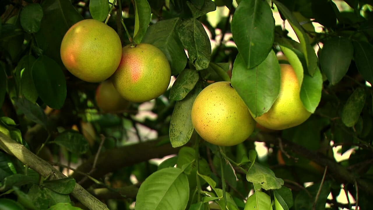 The Hidden Cost of Florida's Citrus Comeback: Are We Trading Flavor for Survival?