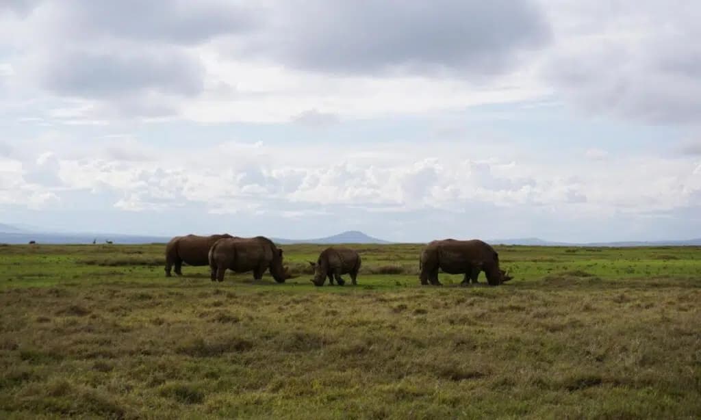 The Silent Algorithm: How Kenya’s Tech Overhaul Isn't Just Saving Rhinos, It’s Building a Surveillance State - Image 2