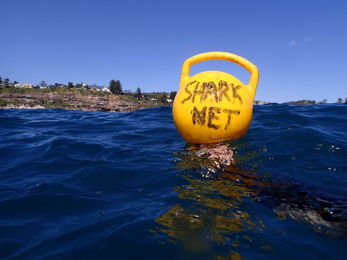 The Shark Net Lie: Why Conservationists Secretly Love the Panic They Claim to Fight