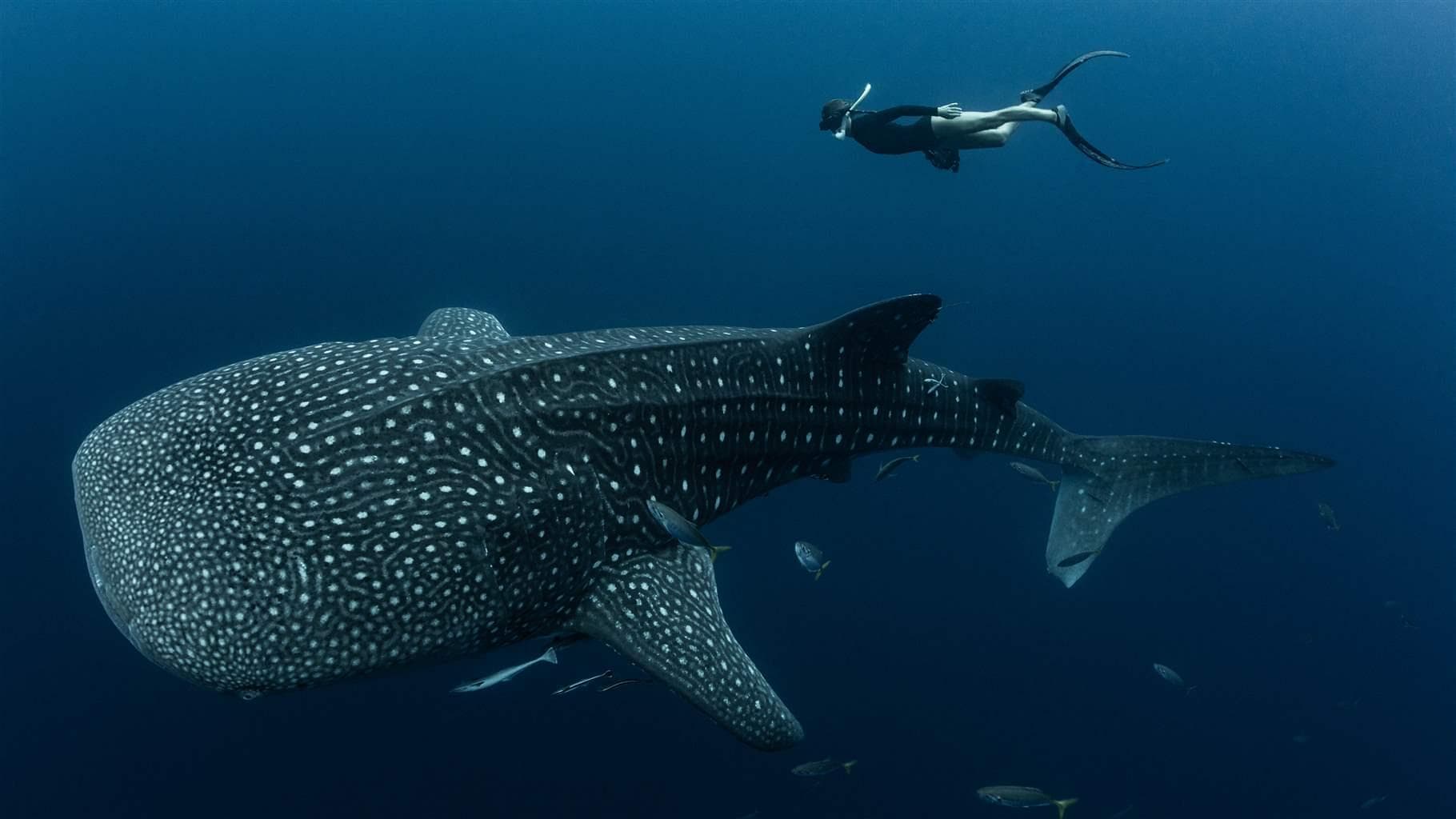 The Silent Cartel: Why 'Collaborative Science' Is the New Weapon in the Ocean Wars