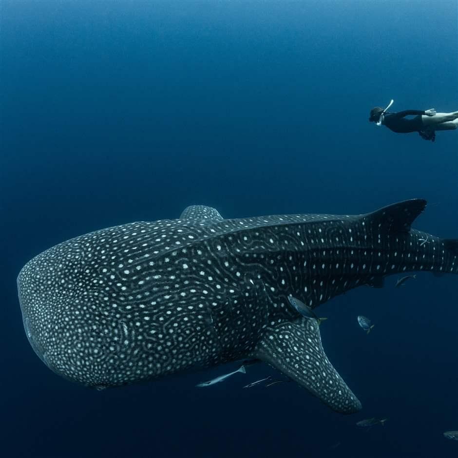 The Silent Cartel: Why 'Collaborative Science' Is the New Weapon in the Ocean Wars - Image 1